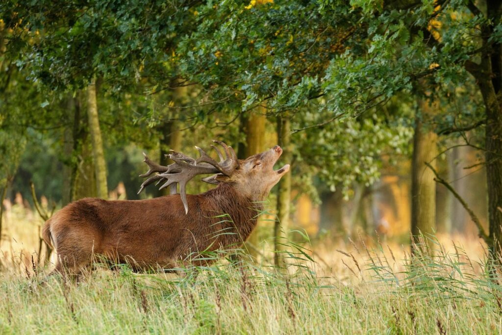 Burlend mannetjes edelhert