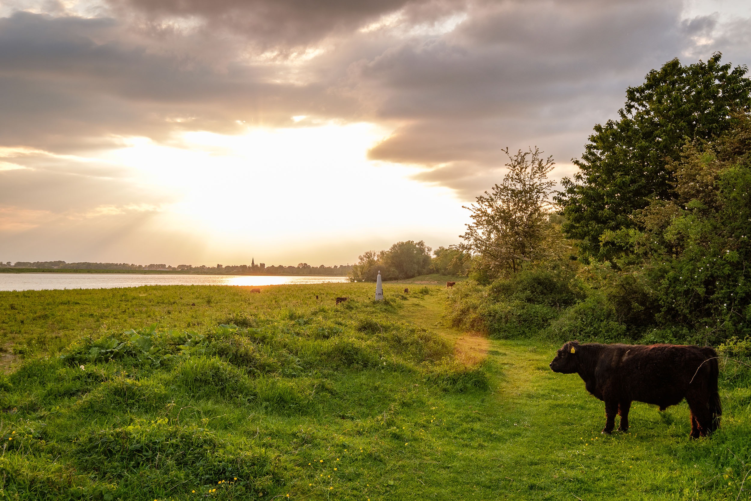 Galloway kijkt uit over het natuurgebied Koningssteen