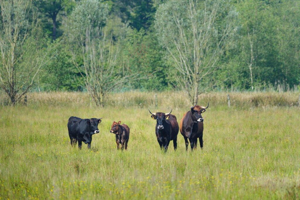 Taurossen in de Kettingdijk